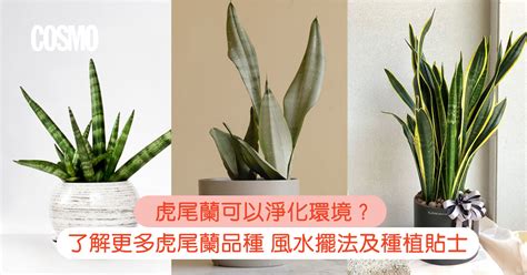 虎尾蘭種植法